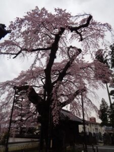 阿弥陀寺