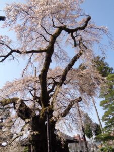 0402阿弥陀寺